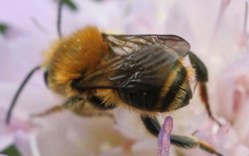 Osmia leaiana